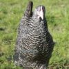 Hybrid  Speckledy Chicken Cuckoo