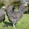Hybrid  Speckledy Chicken Cuckoo