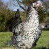 Hybrid Silver Sussex Chicken