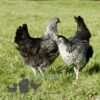 Hybrid Silver Sussex Chicken