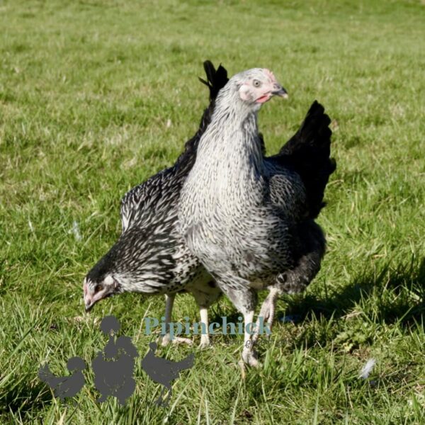 Hybrid Silver Sussex Chicken
