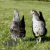 Hybrid Silver Sussex Chicken