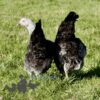 Hybrid Silver Sussex Chicken