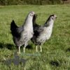 Hybrid Silver Sussex Chicken