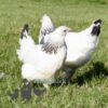 Hybrid Light Sussex Chicken