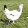 Hybrid Light Sussex Chicken