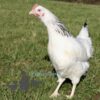 Hybrid Light Sussex Chicken
