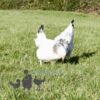 Hybrid Light Sussex Chicken
