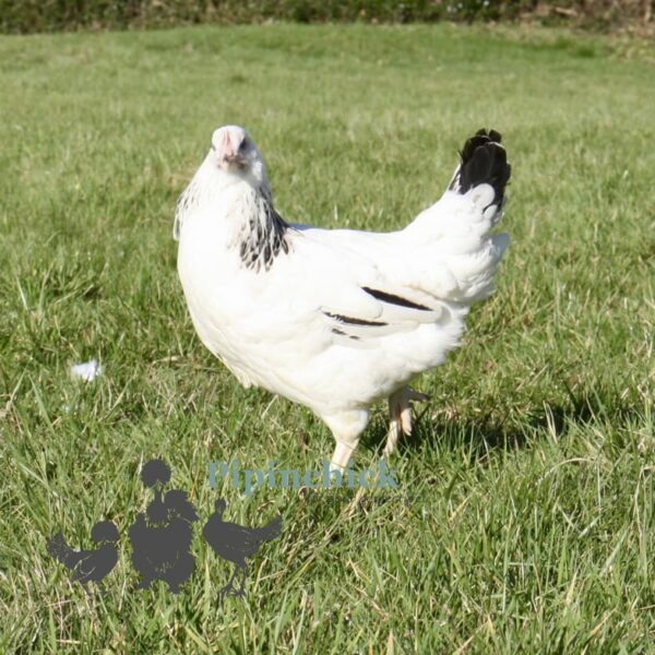 Hybrid Light Sussex Chicken
