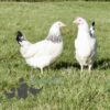 Hybrid Light Sussex Chicken