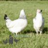 Hybrid Light Sussex Chicken
