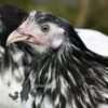 Lakenvelder Chicken Silver