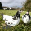 Lakenvelder Chicken Silver