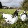 Lakenvelder Chicken Silver