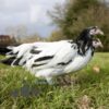Lakenvelder Chicken Silver