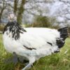 Lakenvelder Chicken Silver
