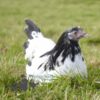Lakenvelder Chicken Silver