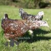 Hybrid Leghorn Millefleurs