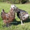 Hybrid Leghorn Millefleurs