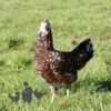 Hybrid Leghorn Millefleurs
