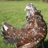 Hybrid Leghorn Millefleurs