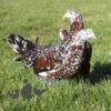 Hybrid Leghorn Millefleurs