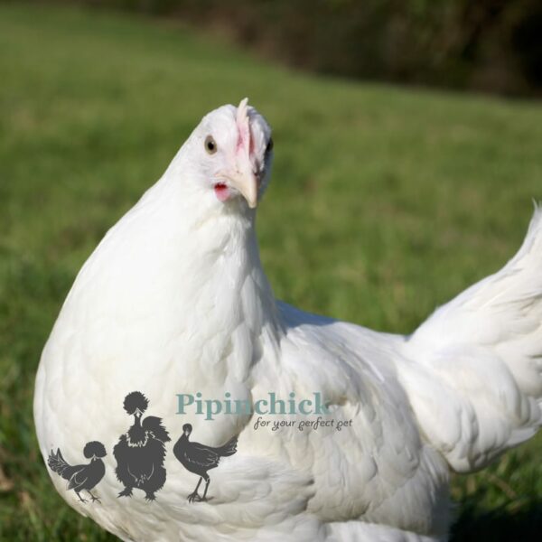 Hybrid Leghorn Chicken White