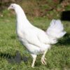 Hybrid Leghorn Chicken White