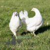 Hybrid Leghorn Chicken White