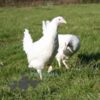 Hybrid Leghorn Chicken White