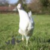 Hybrid Leghorn Chicken White