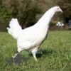 Hybrid Leghorn Chicken White