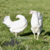 Hybrid Leghorn Chicken White
