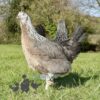 Hybrid Leghorn Silver Duckwing