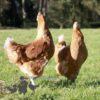 Hybrid Lohmann Brown Chicken
