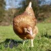 Hybrid Lohmann Brown Chicken