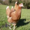 Hybrid Lohmann Brown Chicken