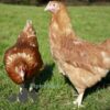 Hybrid Lohmann Brown Chicken