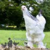 Brahma Chicken Columbian White (Light)