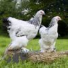 How to Settle in Chickens