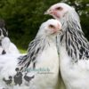 Brahma Chicken Columbian White (Light)