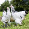 Brahma Chicken Columbian White (Light)