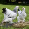 Brahma Chicken Columbian White (Light)
