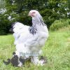 Brahma Chicken Columbian White (Light)