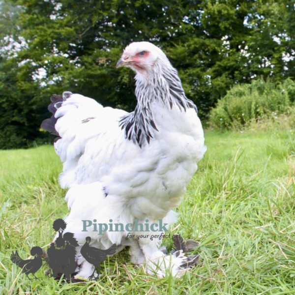 Brahma Chicken Columbian White (Light)
