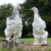 Brahma Chicken Columbian White (Light)