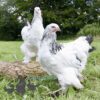 Brahma Chicken Columbian White (Light)