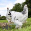 Brahma Chicken Columbian White (Light)