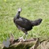Modern Game Bird Hen Birchen