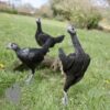 Modern Game Bird Hen Birchen